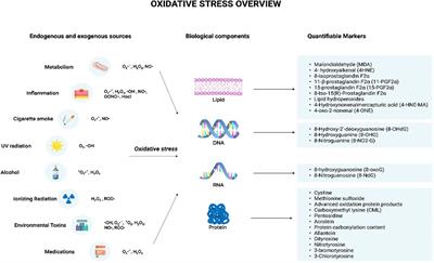 Oxidative stress: fundamentals and advances in quantification techniques